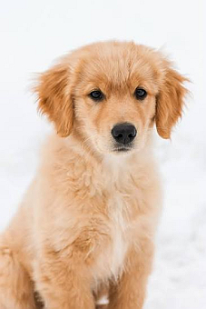 My younger Brother love pets and I want to buy a pet for him